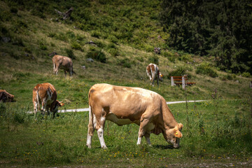 Fototapeta na wymiar cows in a pasture, styria, austria