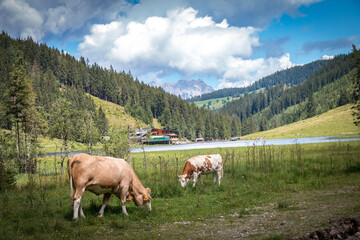 Fototapeta na wymiar cows on the mountain, lake, styria, schladming, austria
