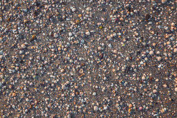shells on the beach