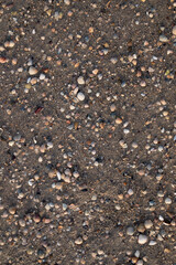 shells on the beach