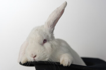 White bunny in black top hat