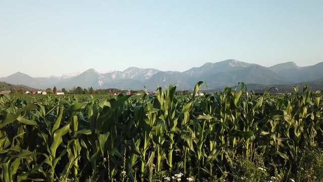 A drone capture of an Alpine landscape in Austria. The drone flies along the growing corn field. There are many small villages. High mountain chains in the back. Vast arable area. Fresh corps
