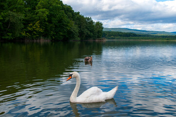 white swans group on the lake swim well under the bright sun