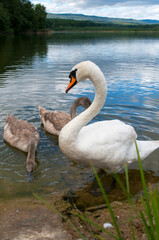 pair of swans with little swans