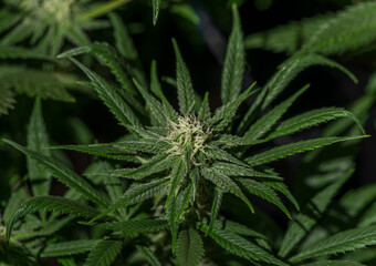 Young blooms and dark green leafs with S.A.G.E. variety of marijuana flower