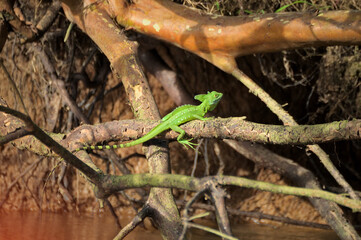 Naklejka premium Ein grüner Stirnlappen Basilisk auf einer Wurzel über einem Fluss