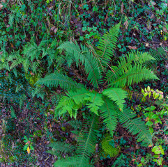 Forest in the surroundings of the Ermita de San Roque and the Arboretum of Liendo, Valle de Liendo, Cantabria, Spain, Europe