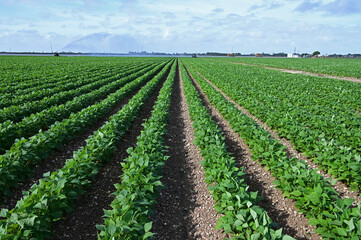Fototapeta na wymiar Planted green rows of vegetables in fields near Homestead, Florida on sunny winter morning with irrigation trucks in background.