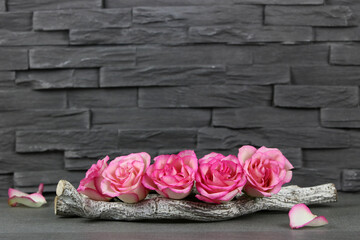 Roses in front of a wall
