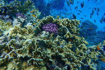 Naklejka na ściany i meble Coral reef of The turquoise Caribbean Sea. Blue Water. Relaxed, Curacao, Aruba, Bonaire, Animal, Scuba Diving, Ocean, Under The Sea, Underwater Photography, Snorkeling, Tropical Paradise.
