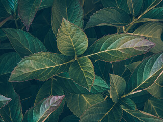 Dark green foliage close-up. Emerald leaves texture. A versatile natural background template for a variety of creative uses. Ecology concept. Nature decor for presentation of cosmetics or wallpaper