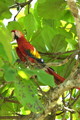 Ein scharlachroter Ara in einem tropischen grünen Laubbaum