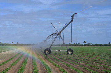 Automated irrigation equipment watering planted fields near Homestead, Florida on sunny winter morning.