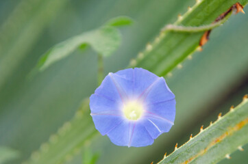 Ivyleaf Morning Glory (Ipomoea hederacea) and Desert Spoon (Dasylirion wheeleri)