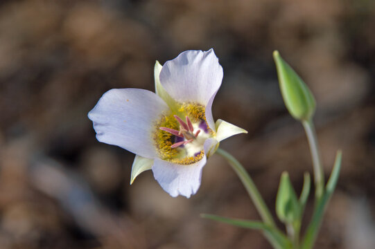 Gunnison's Mariposa Lily (Calochortus Gunnisonii)