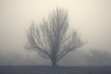Soft, misty view of a lone tree with no leaves and wide branches on a hill, covered by thick fog and barely visible trees in the background
