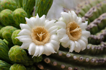 Saguaro Cactus Flowers (Carnegiea gigantea)