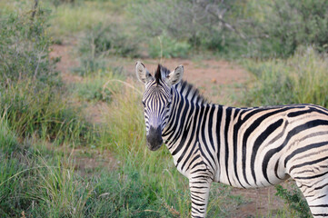 zebra in the savannah