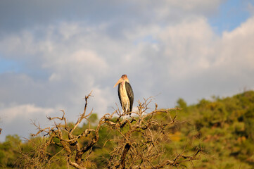 stork in the african wild