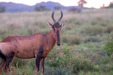 haartebees in the wild