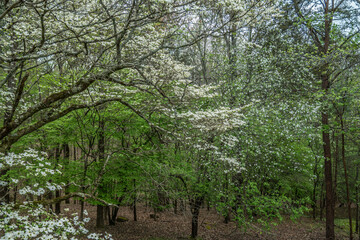 Fototapeta na wymiar Flowering dogwood and apple trees