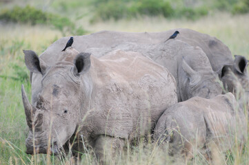 two rhinos in the wild