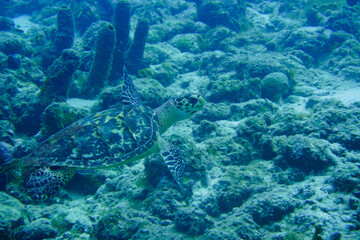 Naklejka na ściany i meble Beautiful Sea Turtle Swimming In The Caribbean Sea. Blue Water. Relaxed, Curacao, Aruba, Bonaire, Animal, Scuba Diving, Ocean, Under The Sea, Underwater Photography, Snorkeling, Tropical Paradise.