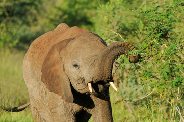 african elephant eating