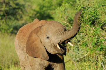 african elephant in the savannah