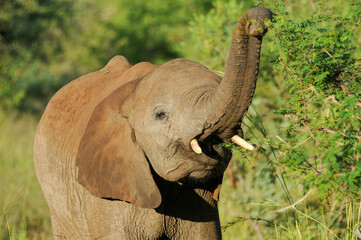 african elephant eating