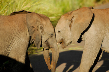 african elephant calf