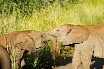 african elephant and calf