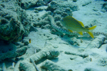 Snake eel serpent Swimming In The Caribbean Sea. Blue Water. Relaxed, Curacao, Aruba, Bonaire, Animal, Scuba Diving, Ocean, Under The Sea, Underwater Photography, Snorkeling, Tropical Paradise.