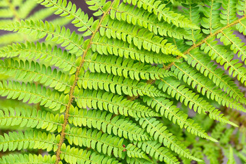 Fern leaf close up image