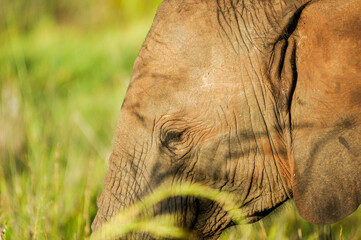 elephant close up