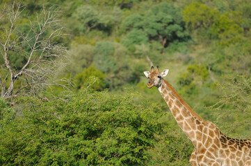giraffe in the savannah