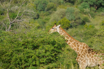 giraffe in the savannah