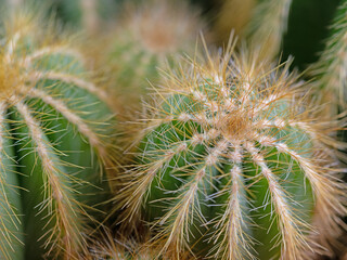 Kakteen, Eriocactus, in einer Nahaufnahme