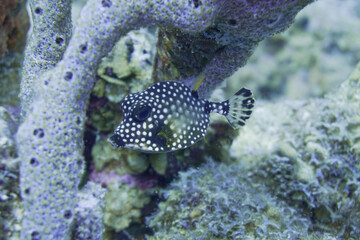 Beautiful box fish Swimming In The Caribbean Sea. Blue Water. Relaxed, Curacao, Aruba, Bonaire, Animal, Scuba Diving, Ocean, Under The Sea, Underwater Photography, Snorkeling, Tropical Paradise.