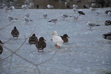 Fototapeta premium Oiseau 5