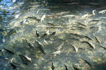 Carp fish in Balikli Gol (Pool of Sacred Fish) also known as Abraham's Pool in Golbasi Park at...