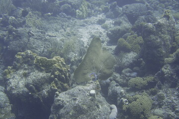 Coral reef of The turquoise Caribbean Sea. Blue Water. Relaxed, Curacao, Aruba, Bonaire, Animal, Scuba Diving, Ocean, Under The Sea, Underwater Photography, Snorkeling, Tropical Paradise.