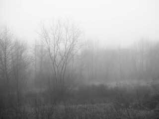 Obraz na płótnie Canvas morning fog in winter