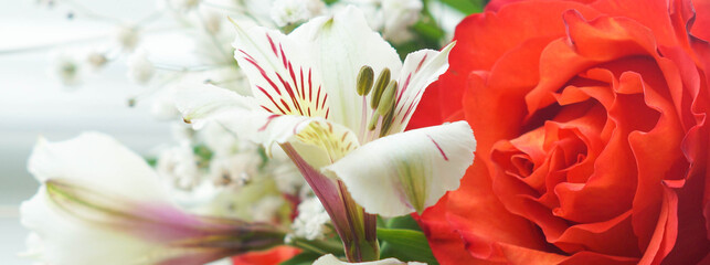 White Alstroemeria and red rose flowers with white background banner