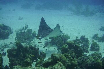 Spotted Eagle Ray Swimming In The Caribbean Sea. Blue Water. Relaxed, Curacao, Aruba, Bonaire,...