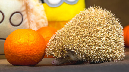 African decorative little hedgehog with orange