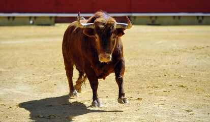 un toro español con una mirada desafiante en una plaza de toros durante un spectaculo de toreo