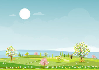 Panorama view of spring village,green meadow on hills,blue sky and sun, Vector cartoon Spring or Summer landscape, Panoramic countryside landscape mountains,cheery blossom and wild flowers field