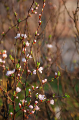 Blossoming cherry branches