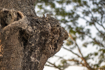 Fototapeta premium Bark on a tree or Tree knot close up texture with bokeh background